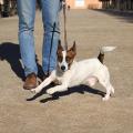 https://be.holidog.com/ImagesPetSitters/DD2ECB4B-4C5C-4E86-99E1-D080B22FE355_square_120.jpg Partez-serein-nous-en-prenons-soin!-66401-2