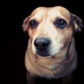 https://be.holidog.com/ImagesPetSitters/DE1DF745-498B-41BC-A500-084312991FF4_square_120.jpg Il-migliore-amico-dei-cani!-11203-0