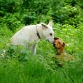 https://be.holidog.com/ImagesPetSitters/E0D856FE-1366-43C4-A3DA-2C1E6B5D19B1_square_120.jpg Objectif-:-Fun,-Happy-&-Walk-!-28412-1
