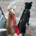 https://be.holidog.com/ImagesPetSitters/E13ECA2C-E640-453D-B9D1-D3A45AC9C059_square_120.jpg Al-servizio-degli-amici-a-4-zampe-157209-1