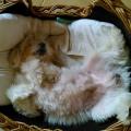 https://be.holidog.com/ImagesPetSitters/E17B0876-9E86-4ED2-9620-90BAE35133EE_square_120.jpg 10660-0