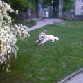 https://be.holidog.com/ImagesPetSitters/E1EECA0B-44A8-4EF1-888D-28E4DBCA3C93_square_120.jpg ragazza-dog-sitter-con-esperienza--25887-0