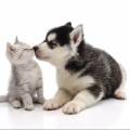 https://be.holidog.com/ImagesPetSitters/E20A658E-ECC4-44B4-98AA-1F05885839D3_square_120.jpg Motivée-et-sérieuse-24719-3