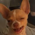 https://be.holidog.com/ImagesPetSitters/E2228C79-9CD6-4FF4-8AC9-AD142B34AF9D_square_120.jpg DogsLove-27611-0