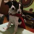 https://be.holidog.com/ImagesPetSitters/E247145D-C48B-416B-91C9-0383398E4958_square_120.jpg il-migliore-amico-dei-tuoi-animali-115230-3