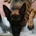 https://be.holidog.com/ImagesPetSitters/E25BF221-7FE2-473E-9D1E-90629A3B6AA0_square_120.jpg Cosa-aspetti?-🐾--106817-1
