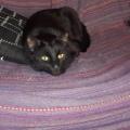 https://be.holidog.com/ImagesPetSitters/E2C68705-1A75-44B6-827A-8A8CE01FD95D_square_120.jpg Sono-dog-person-o-una-cat-person?-34574-3