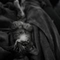 https://be.holidog.com/ImagesPetSitters/E2CF3F9B-648A-4CA0-896C-C998A39F03C9_square_120.jpg Garde,-soins,-promenade-d'animaux--59944-3