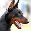 https://be.holidog.com/ImagesPetSitters/E348EF8E-5A44-4902-8296-1562DD9E3C81_square_120.jpg Un-posticino-Per-TUTTI-i-cani--13574-2