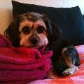 https://be.holidog.com/ImagesPetSitters/E37CCCF2-6647-48D9-9F6F-EC94DDC32FF3_square_120.jpg 13828-3