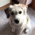 https://be.holidog.com/ImagesPetSitters/E4C207E2-04CA-4B46-9074-C3088E33ECB0_square_120.jpg Coccole-e-tanto-divertimento-🐶-115170-1