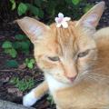https://be.holidog.com/ImagesPetSitters/E4DB5207-EFA4-4D9A-8964-F903385C2011_square_120.jpg pets-lover-225158-1