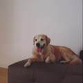 https://be.holidog.com/ImagesPetSitters/E50B302C-99C0-426D-9817-A7B0FFD051F5_square_120.jpg Una-vacanza-per-il-tuo-cane-87437-3