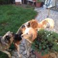 https://be.holidog.com/ImagesPetSitters/E5DC6D49-8256-4F72-9B58-7805A2EFD569_square_120.jpg Carso-e-cani!-12808-0