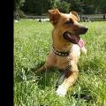 https://be.holidog.com/ImagesPetSitters/E6682B99-7BD0-4D4A-9894-14D2945F1C90_square_120.jpg N'hésitez-pas-à -me-contacter-:)--111807-0