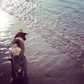 https://be.holidog.com/ImagesPetSitters/E6AD4D23-8DC6-4E9D-AABD-ADD7E1C33BFB_square_120.jpg N'hésitez-pas-à -me-contacter-:)--111807-3