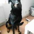 https://be.holidog.com/ImagesPetSitters/E6B6FF86-A1E1-42B5-8850-1023820E1074_square_120.jpg 63573-2