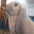 https://be.holidog.com/ImagesPetSitters/E760EB8D-558F-4B4B-95F4-5D54950B8801_square_120.jpg Pet-Sitter-polyvalent-61670-2