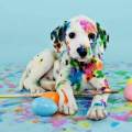 https://be.holidog.com/ImagesPetSitters/E78C5B15-1D9B-45D2-B40A-A1BEC9DDB966_square_120.jpg Pour-des-vacances-sereines-!-333633-1