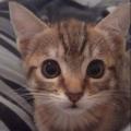 https://be.holidog.com/ImagesPetSitters/E7BA79C1-0FC7-480B-AD4D-7F11B113D4B4_square_120.jpg Toutou'-content-83416-3