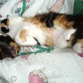 https://be.holidog.com/ImagesPetSitters/E7C26659-4975-4F3F-A79A-648A84582D26_square_120.jpg Au-bonheur-des-animaux-...-49329-1