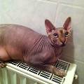 https://be.holidog.com/ImagesPetSitters/E7EE1693-633A-4C0F-B193-E088606BB675_square_120.jpg Bonheur-des-animaux-1493-1