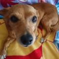 https://be.holidog.com/ImagesPetSitters/E8EA09EC-7C5A-481E-9411-4B8FDC2CE32D_square_120.jpg Les-boules-d'amour-Ă -l'honneur--458696-3