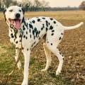 https://be.holidog.com/ImagesPetSitters/E8EAB81F-1EDA-4167-8F6C-BBDECAEB0879_square_120.jpg Pour-des-vacances-sereines-!-333633-3