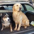 https://be.holidog.com/ImagesPetSitters/E8F91520-630D-4039-B1CC-0EE70236328E_square_120.jpg Who-let-the-dogs-out-?--30812-3