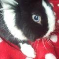 https://be.holidog.com/ImagesPetSitters/EA9B9465-E792-4979-9759-6271BDBD5BC1_square_120.jpg Garde-de-vos-animaux--217437-0