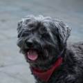 https://be.holidog.com/ImagesPetSitters/EB3F7DA6-CC49-478B-9EEE-4E44DF4B6920_square_120.jpg L’amie-des-animaux-51213-3