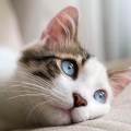 https://be.holidog.com/ImagesPetSitters/ED82B77C-AF15-4170-BB9C-6BDC61A41435_square_120.jpg "In-love"-avec-les-animaux--43293-0