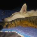 https://be.holidog.com/ImagesPetSitters/EE7CAEAE-7DF3-4D03-8EBE-9929391F0404_square_120.jpg La-ferme-pour-chiens-45881-0