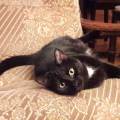 https://be.holidog.com/ImagesPetSitters/EE8DEE1E-E145-4932-A2D4-4142CC1B1FC5_square_120.jpg Cat'sitter-35510-0
