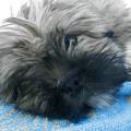 https://be.holidog.com/ImagesPetSitters/EF09BCF9-3152-449F-890C-670948EC4E50_square_120.jpg Garde-animal-selon-vos-exigences-198458-0
