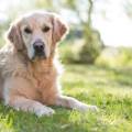 https://be.holidog.com/ImagesPetSitters/EF29F10D-7BC4-48A5-B127-C8B7A8D4D932_square_120.jpg Les-vacances-des-animaux-39801-1