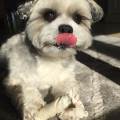 https://be.holidog.com/ImagesPetSitters/EFDD9341-9644-4513-AC7F-7550F8A8E798_square_120.jpg L'ange-gardien-des-animaux-50126-1