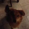 https://be.holidog.com/ImagesPetSitters/F003E2E6-26B3-4CA6-9773-BA10F47866ED_square_120.jpg Un-cane-per-amico-54233-0
