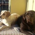 https://be.holidog.com/ImagesPetSitters/F010992F-849C-4626-A0DE-2C2401022F03_square_120.jpg 3866-2