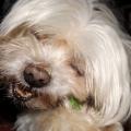 https://be.holidog.com/ImagesPetSitters/F0565256-9CCE-4974-8688-525044BC21EB_square_120.jpg 10660-3