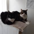 https://be.holidog.com/ImagesPetSitters/F074DA0F-E6F0-4C3E-9798-E2306867F745_square_120.jpg Au-bonheur-des-animaux-372-0