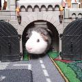 https://be.holidog.com/ImagesPetSitters/F0DB3C10-78D6-40F6-B1CB-B5AA72406732_square_120.jpg 42497-1