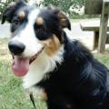 https://be.holidog.com/ImagesPetSitters/F1109CA1-5B61-4889-8477-EDF4527F473C_square_120.jpg The-Dog-Lover-351238-3