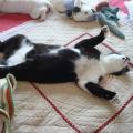 https://be.holidog.com/ImagesPetSitters/F14D588F-DA7A-4C76-B6F2-B4848A0E3EBF_square_120.jpg J'aime-tous-les-animaux-121899-3