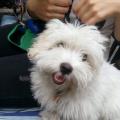 https://be.holidog.com/ImagesPetSitters/F1B92E25-9B98-48E3-B204-8515AAF8567C_square_120.jpg Affetto-20300-0