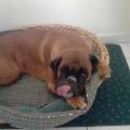 https://be.holidog.com/ImagesPetSitters/F29DCA00-11A0-4790-8999-27CE46B71640_square_120.jpg 42497-2
