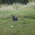 https://be.holidog.com/ImagesPetSitters/F3B2FEAB-13E9-4C28-B5BC-AB2D9B76792A_square_120.jpg Entre-chiens-et-chats...-186286-1