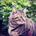 https://be.holidog.com/ImagesPetSitters/F40708EE-ABC6-4B53-9F56-2514331959C5_square_120.jpg De-l'attention-pour-vos-animaux-239224-2