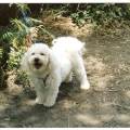 https://be.holidog.com/ImagesPetSitters/F41489BB-8A7B-4A4E-9E57-F1D94F034C2F_square_120.jpg complicité-chiens-et-chats--294059-0
