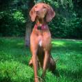 https://be.holidog.com/ImagesPetSitters/F4594BFE-546A-4FBA-A589-C6AB6F769A41_square_120.jpg 49843-0